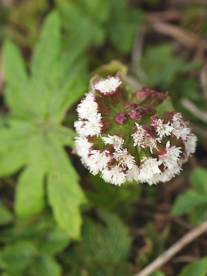 PETASITES FRIGIDUS var.PALMATUS