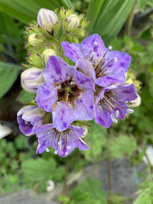 PHACELIA BOLANDERI