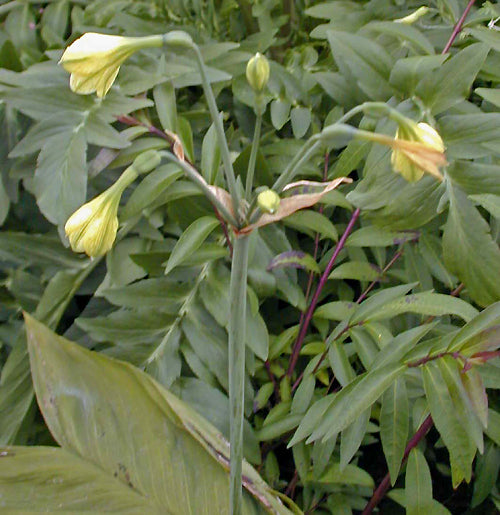 PHAEDRANASSA SP. BKBlount 2623