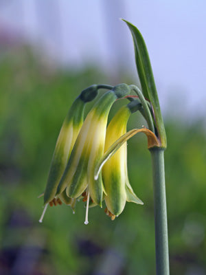PHAEDRANASSA CARMIOLII