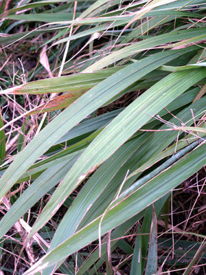 PHAENOSPERMA GLOBOSA