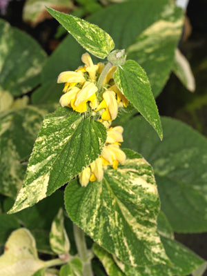PHLOMIS RUSSELIANA 'DAPPLED SHADE'