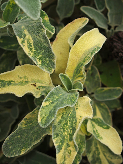 PHLOMIS FRUTICOSA MARBLED FOLIAGE