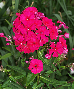 PHLOX PANICULATA 'AUREOVARIEGATA UNDULATA'