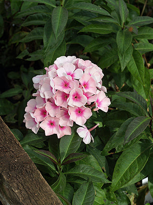 PHLOX PANICULATA 'BRIGHT EYES'