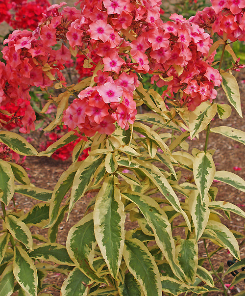 PHLOX PANICULATA 'BECKY TOWE'