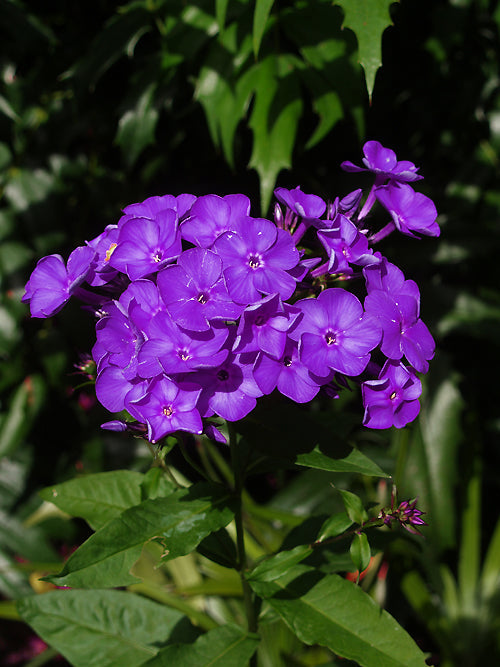 PHLOX PANICULATA 'BORDER GEM'