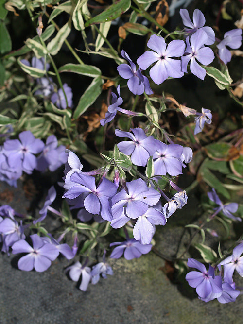 PHLOX DIVARICATA subsp.LAPHAMII 'CHATTAHOOCHEE VARIEGATED'