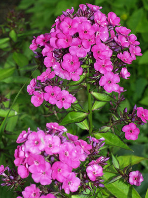 PHLOX x ARENDSII 'DYLAN'