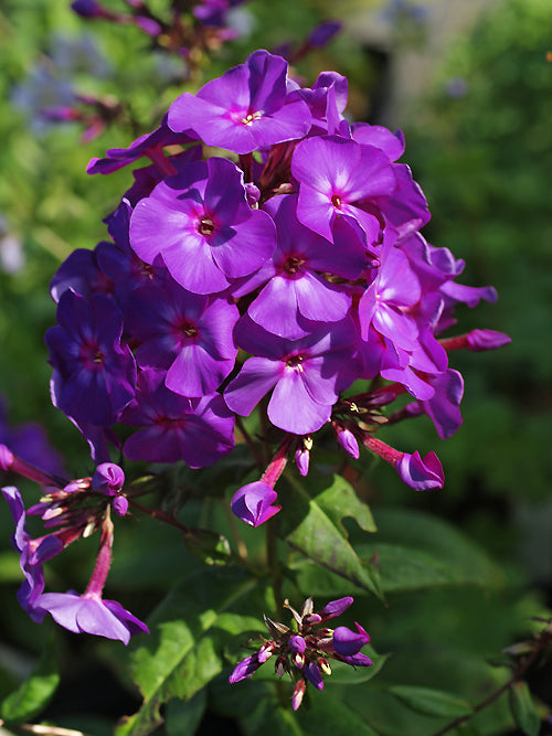 PHLOX PANICULATA 'IRIS'