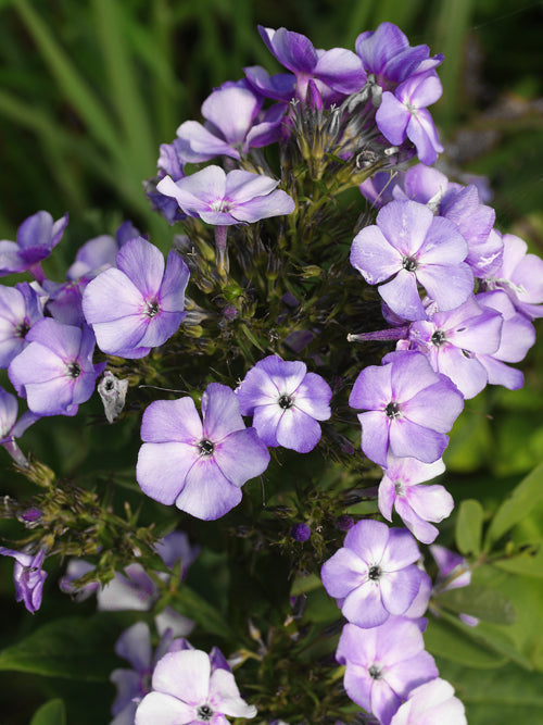 PHLOX PANICULATA 'JEFF'S BLUE'