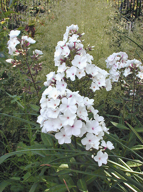 PHLOX PANICULATA 'MOTHER OF PEARL'