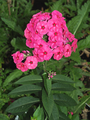 PHLOX PANICULATA 'MANOIR D'HÉZÈQUES'