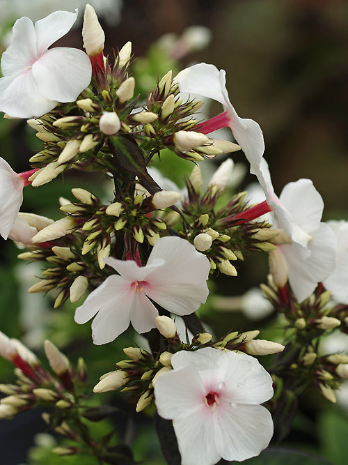 PHLOX PANICULATA 'POPEYE'