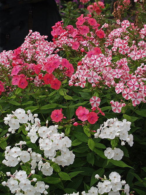 PHLOX PANICULATA 'PEPPERMINT TWIST'