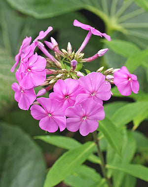 PHLOX MACULATA 'PRINCESS STURDZA'