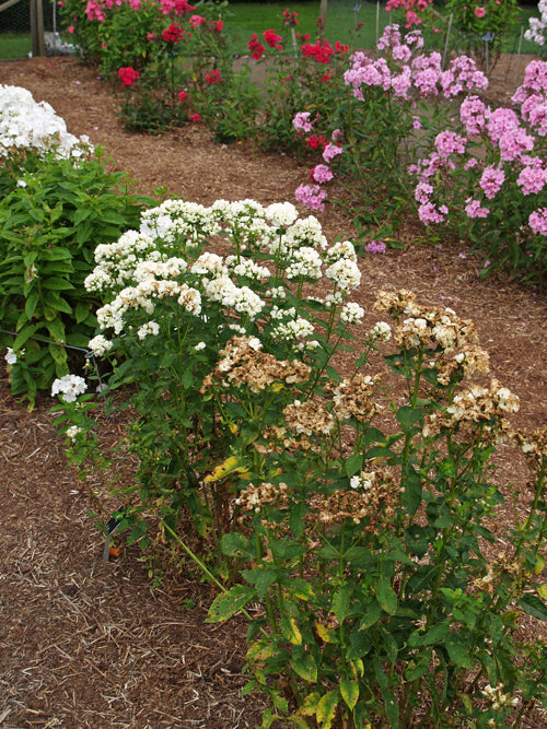 PHLOX PANICULATA 'TIARA'