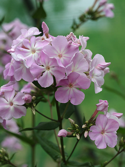PHLOX x ARENDSII 'UTOPIA'