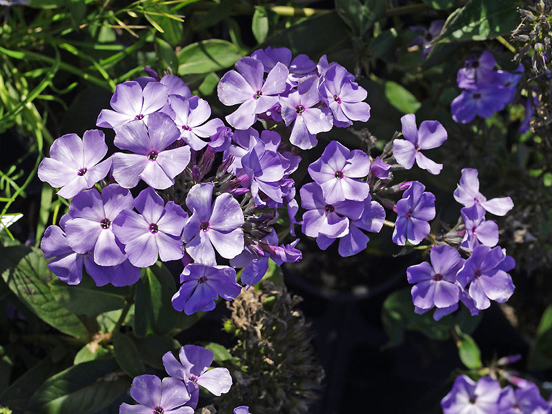 PHLOX PANICULATA 'VIOLET FLAME'