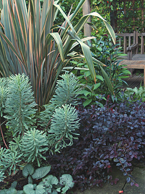 PHORMIUM 'SUNDOWNER'