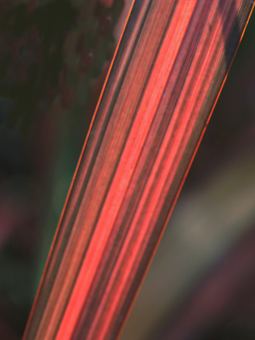 PHORMIUM 'EVENING GLOW'