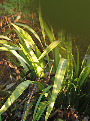 PHORMIUM COOKIANUM subsp.HOOKERI 'CREAM DELIGHT'