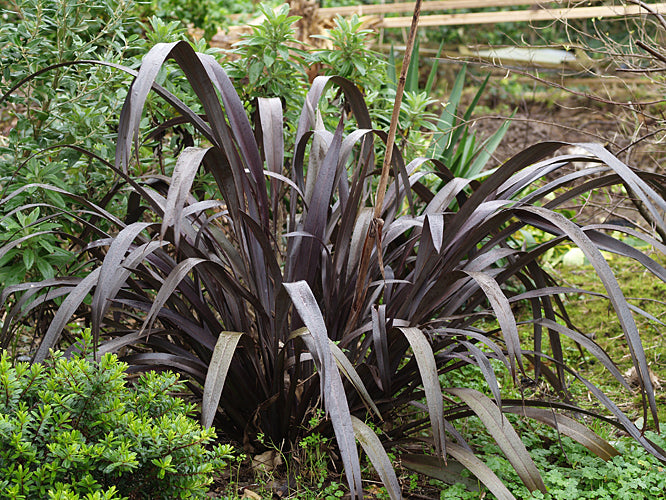 PHORMIUM 'BLACK VELVET'