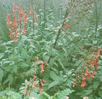 PHYGELIUS x RECTUS 'AFRICAN QUEEN'