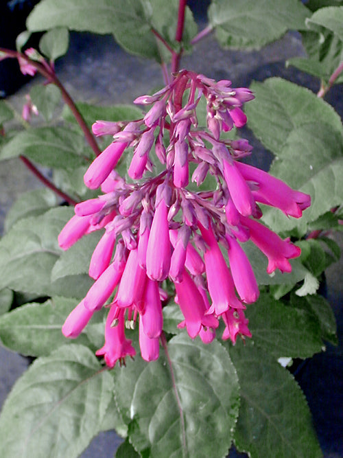 PHYGELIUS 'NEW SENSATION'