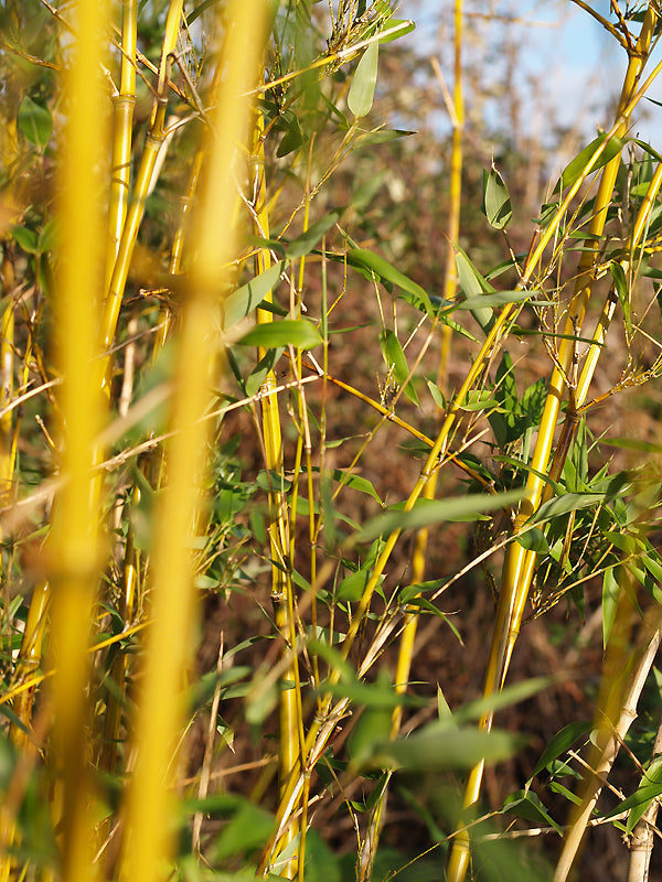 PHYLLOSTACHYS VIRIDIGLAUCESCENS
