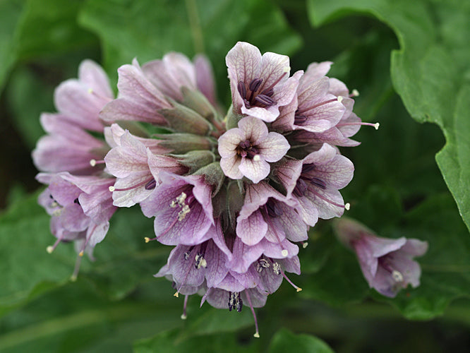 PHYSOCHLAINA ORIENTALIS