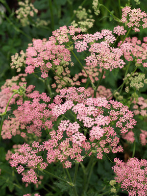 PIMPINELLA MAJOR 'ROSEA'