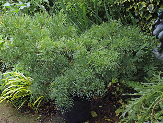 PINUS STROBUS 'MINIMA'