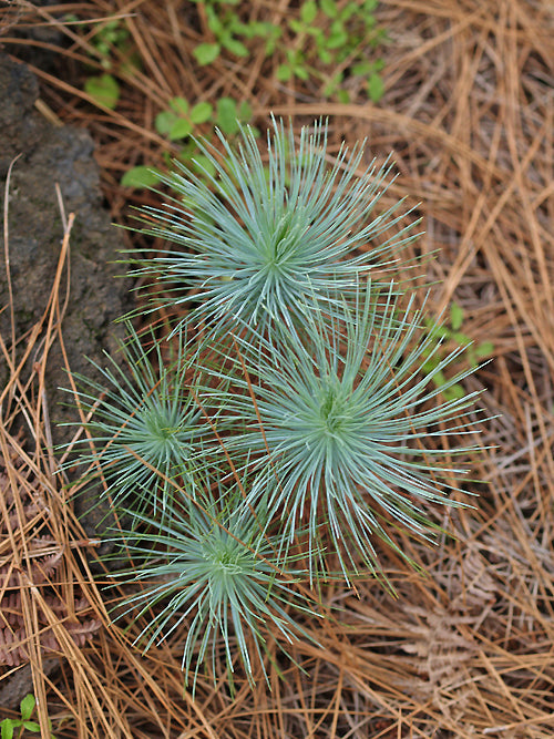 PINUS CANARIENSIS
