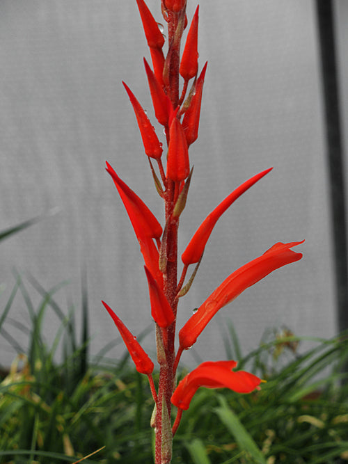 PITCAIRNIA PUNICEA