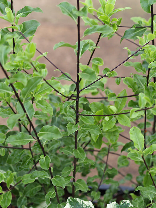 PITTOSPORUM TENUIFOLIUM 'SILVER QUEEN'