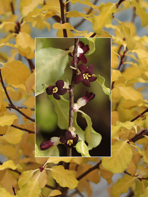 PITTOSPORUM TENUIFOLIUM 'WARNHAM GOLD'
