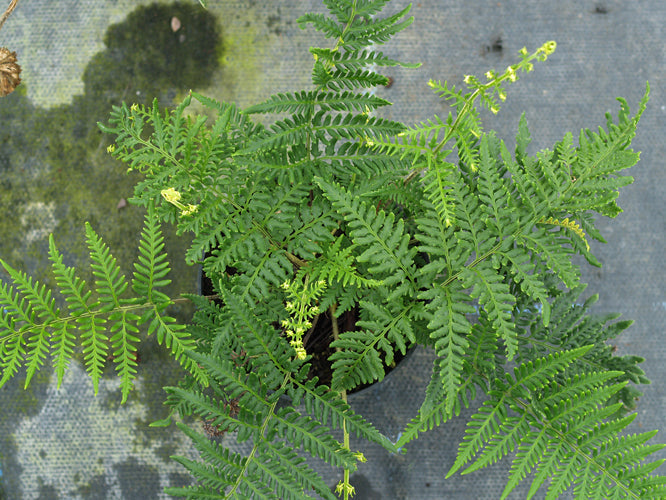 PITYROGRAMMA CALOMELANOS