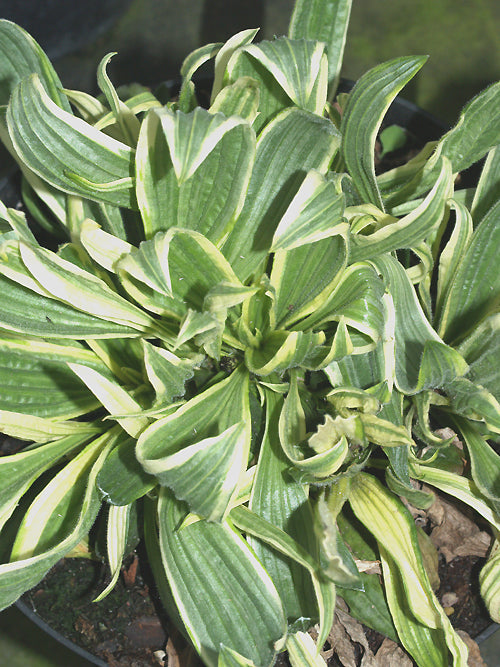 PLANTAGO LANCEOLATA 'KEERS' PRIDE'