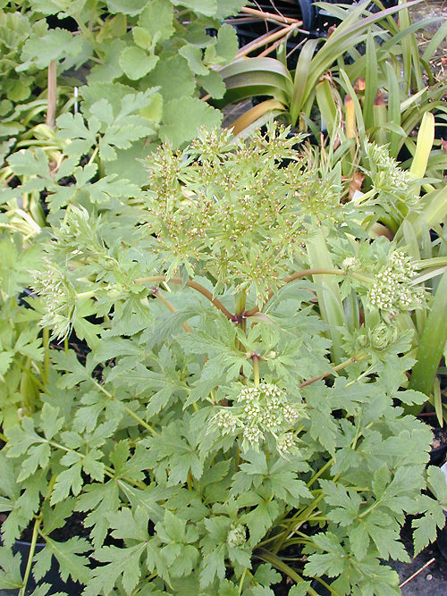 PLEUROSPERMUM BRUNONIS