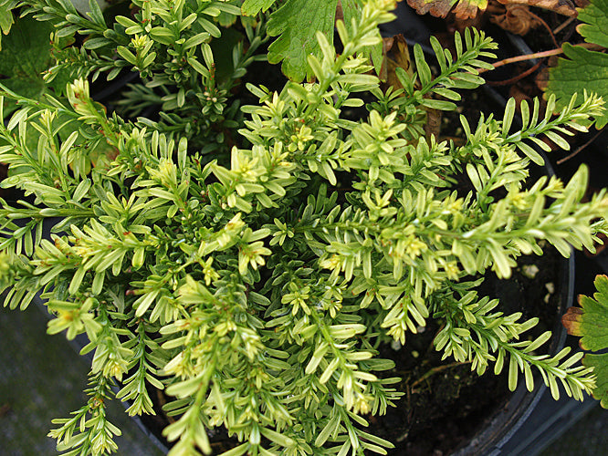 PODOCARPUS NIVALIS 'KILWORTH CREAM' – Cotswold Garden Flowers