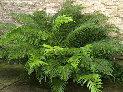 POLYSTICHUM SETIFERUM 'PULCHERRIMUM BEVIS'