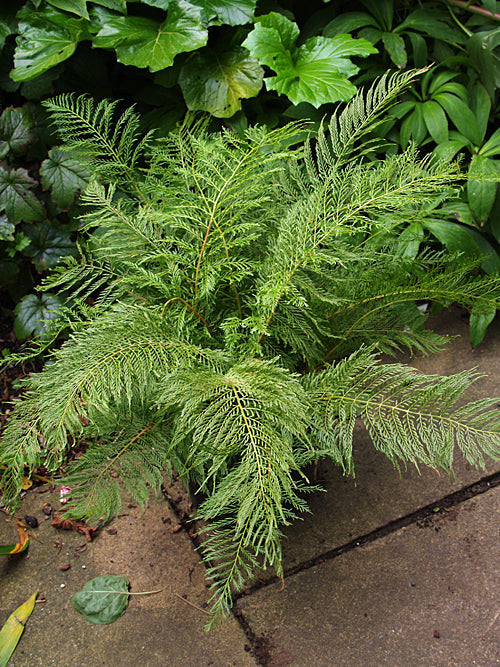 POLYSTICHUM SETIFERUM 'GRACILLIMUM'