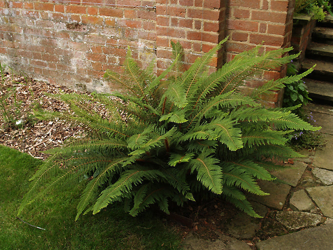 POLYSTICHUM SETIFERUM 'HERRENHAUSEN'