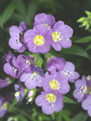 POLEMONIUM 'LAMBROOK MAUVE'