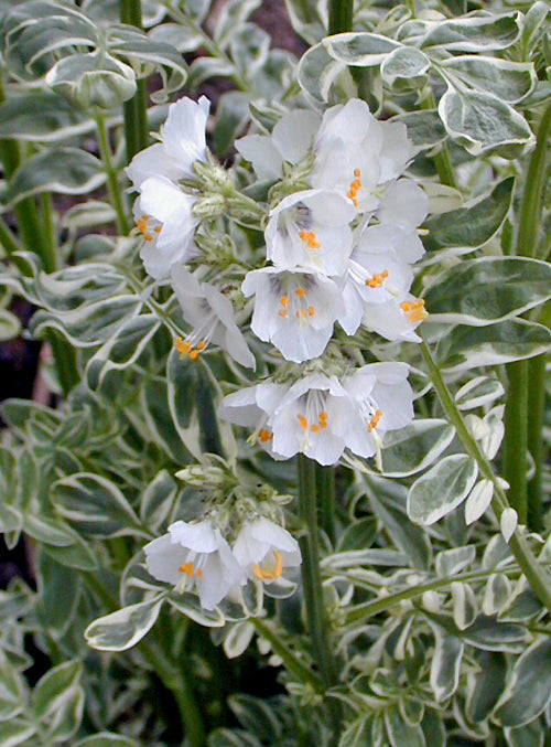 POLEMONIUM CAERULEUM 'PAM'
