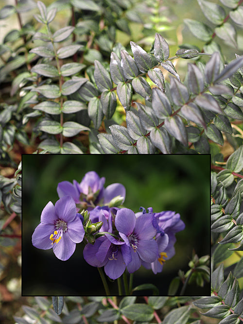 POLEMONIUM YEZOENSE 'PURPLE RAIN'
