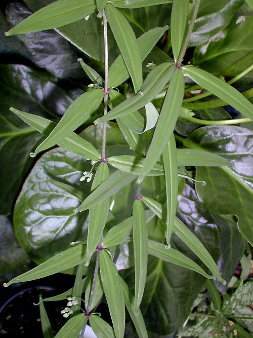 POLYGONATUM CIRRHIFOLIUM RED FORM