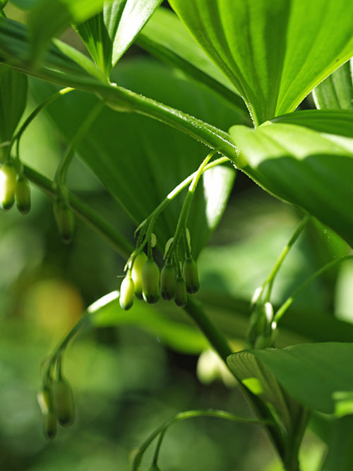 POLYGONATUM LATIFOLIUM W&B BG C-2