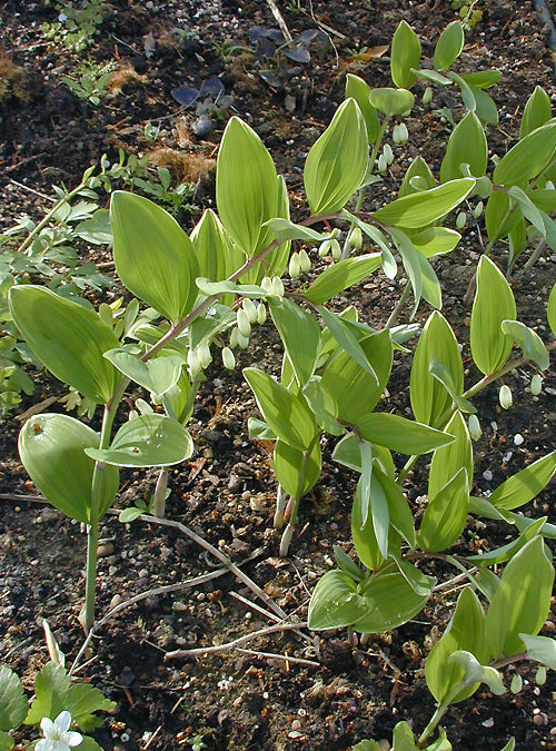 POLYGONATUM ODORATUM var.PLURIFLORUM 'VARIEGATUM'
